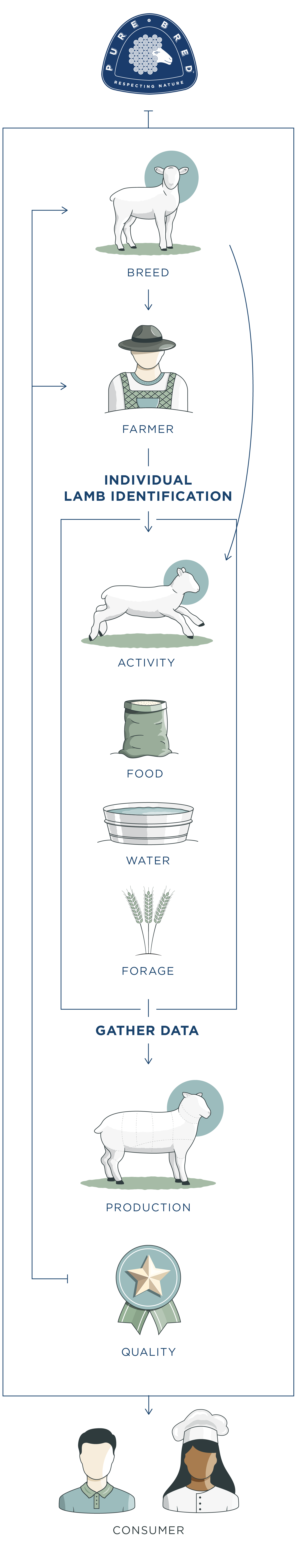 Purebred Lamb Process Method