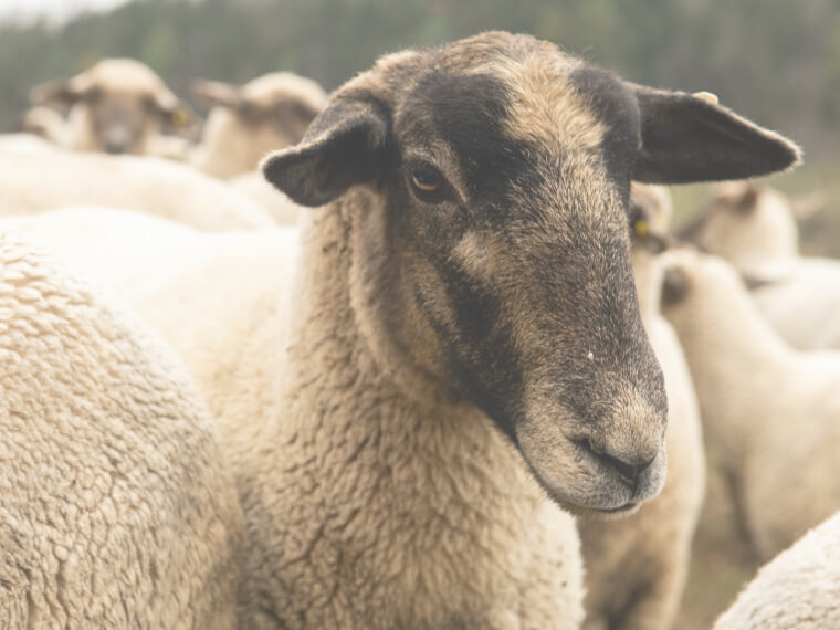 Founder looking at sheep