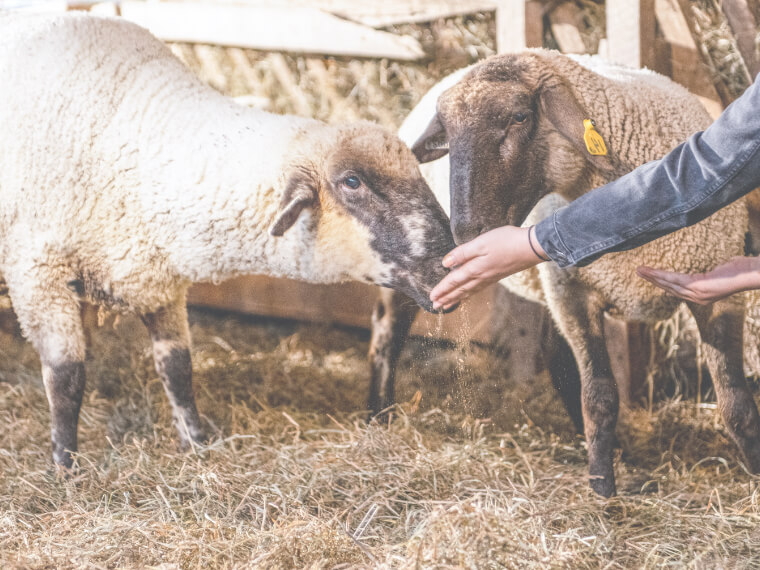 Lambs being fed