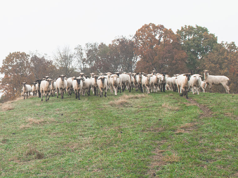 Lambs on a hill