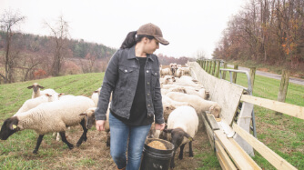 Farmer feeding lambs