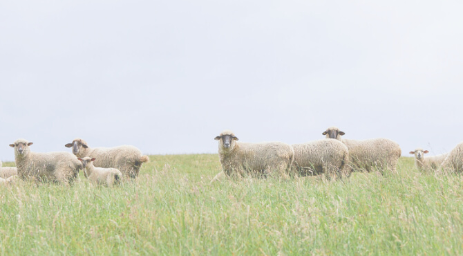 Lambs in field