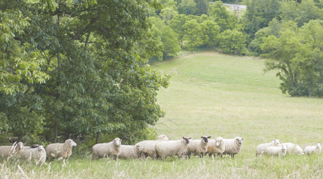 Lambs in field