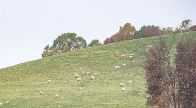 Lambs on Hill eating